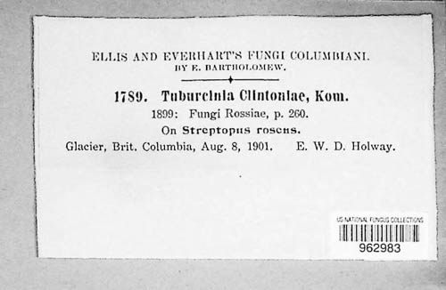 Tuburcinia clintoniae image